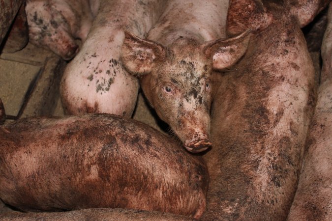 Grower pigs packed together