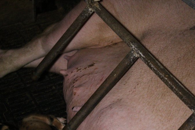 Sow with skin condition or cuts