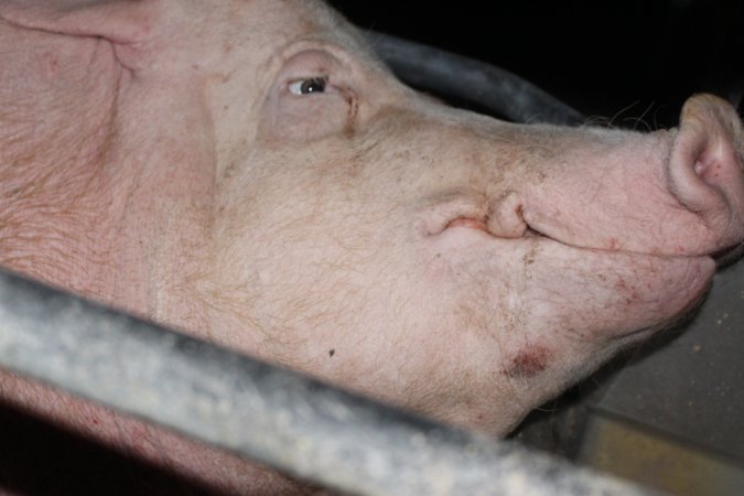 Farrowing crates at Wasleys Piggery SA