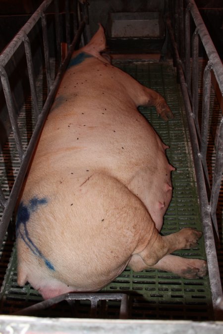 Farrowing crates at Bungowannah Piggery NSW