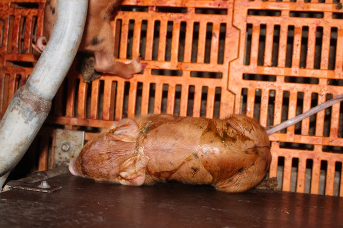 Farrowing crates at Wasleys Piggery SA