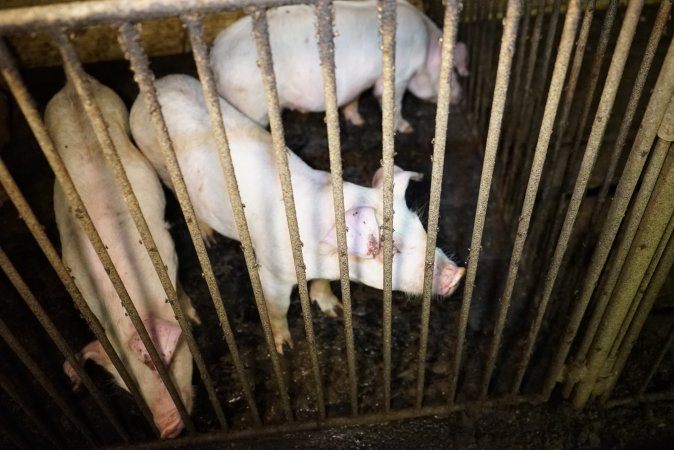 Weaner/grower piglets