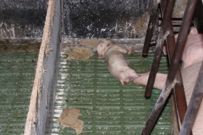 Farrowing crates at Bungowannah Piggery NSW