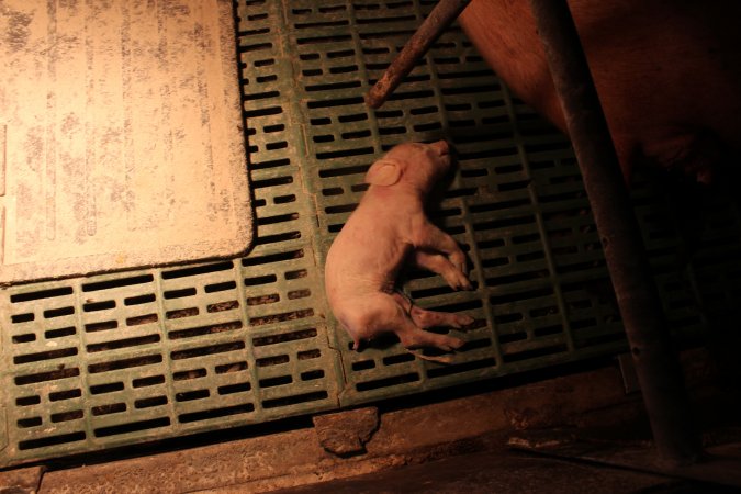 Farrowing crates at Bungowannah Piggery NSW