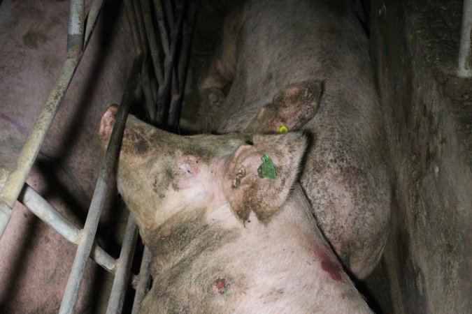 Two sows in the one sow stall