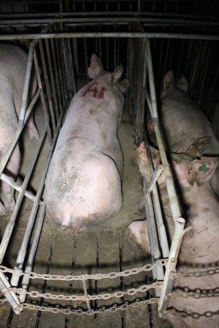 Two sows in the one sow stall