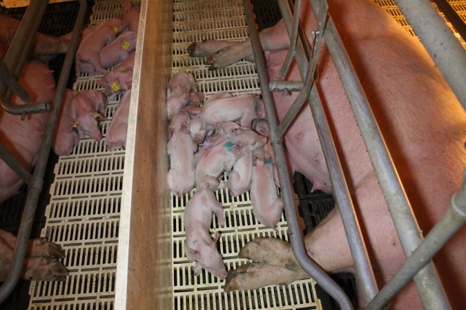 Farrowing crates at Grong Grong Piggery NSW