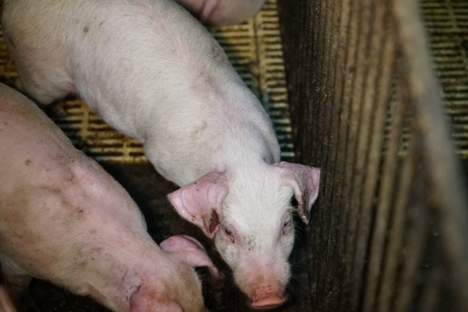 Weaner with bloody ear