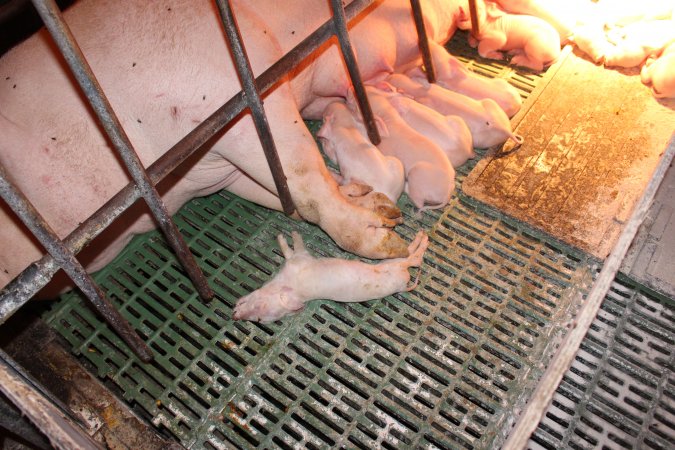 Farrowing crates at Bungowannah Piggery NSW