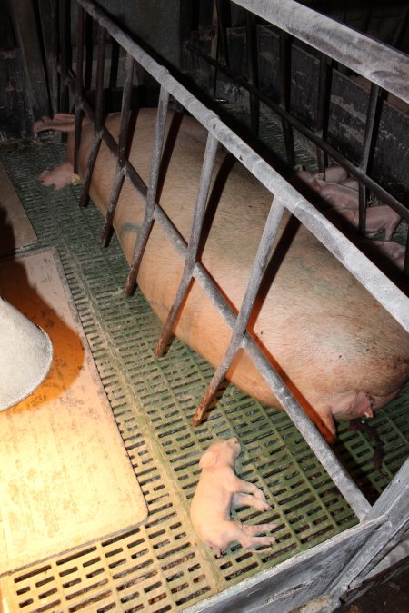 Farrowing crates at Bungowannah Piggery NSW