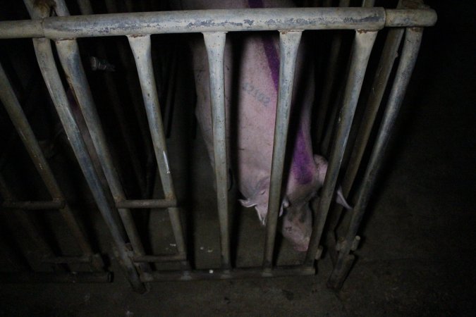 Sow stalls at Wasleys Piggery SA