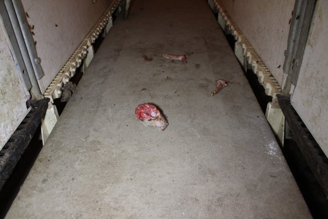 Severed piglet's head and legs in aisle