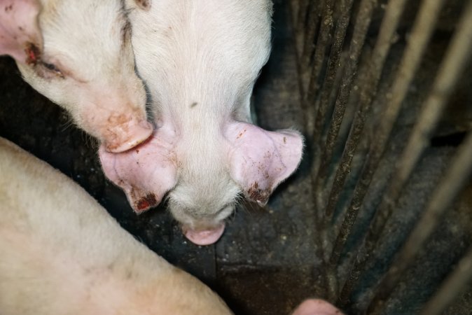 Weaner with bloody ear