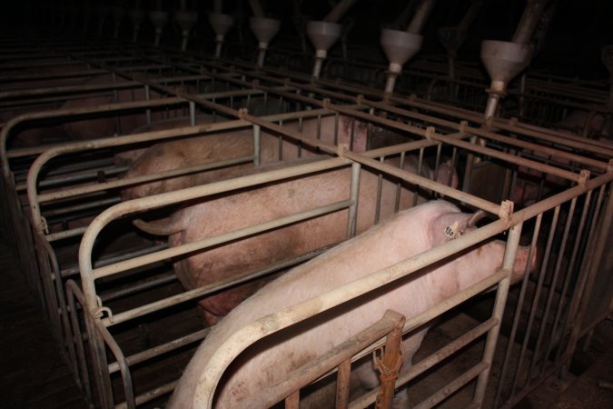 Sow stalls at Willawa Piggery NSW