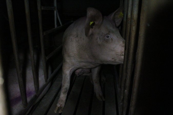 Sow stalls at Wasleys Piggery SA