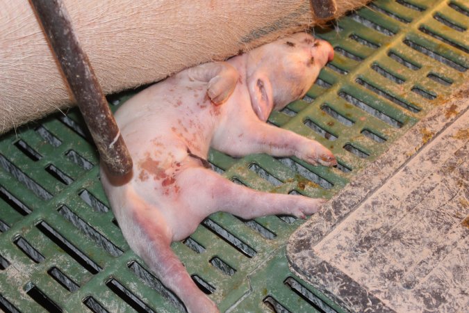 Farrowing crates at Bungowannah Piggery NSW