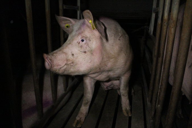 Sow stalls at Wasleys Piggery SA