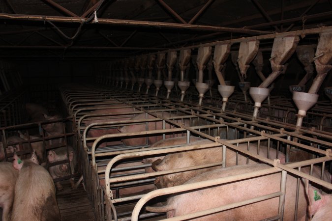 Sow stalls at Willawa Piggery NSW