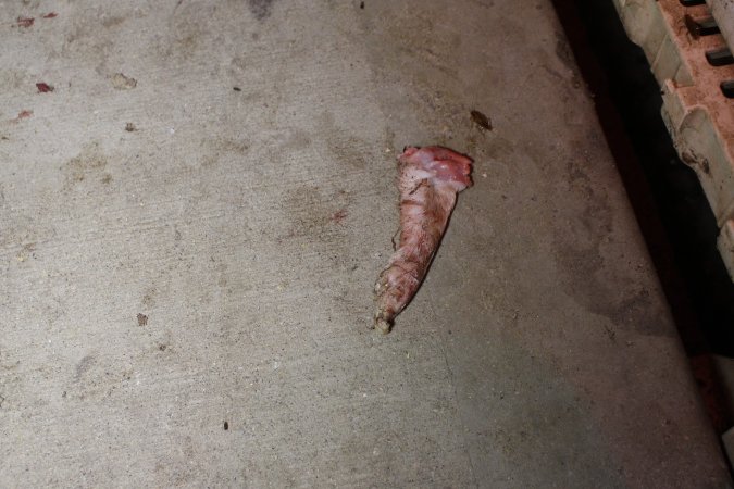 Severed piglet's leg in aisle