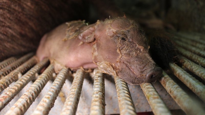 Newborn piglet's legs stuck in grated floor