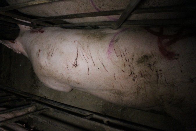 Sow with cuts and scratches in sow stall