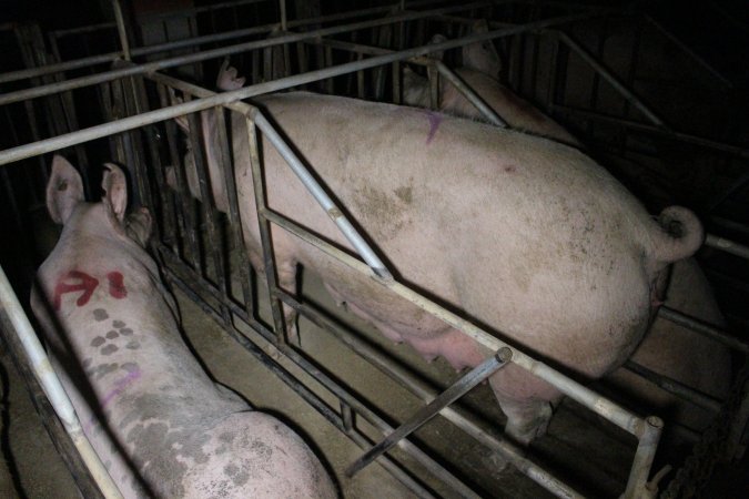 Sow stalls at Sheaoak Piggery SA