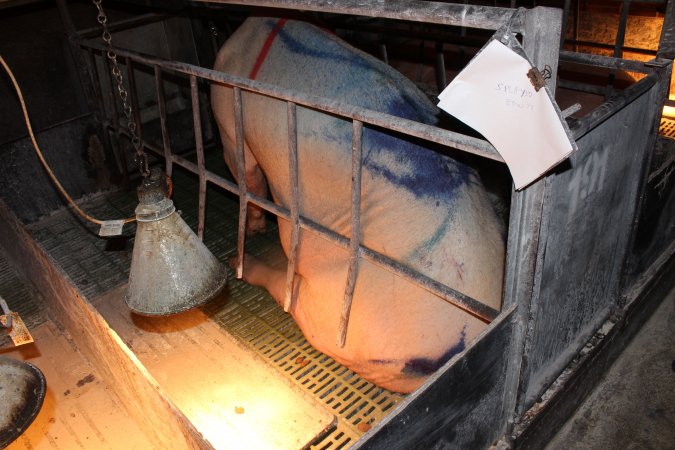 Farrowing crates at Bungowannah Piggery NSW