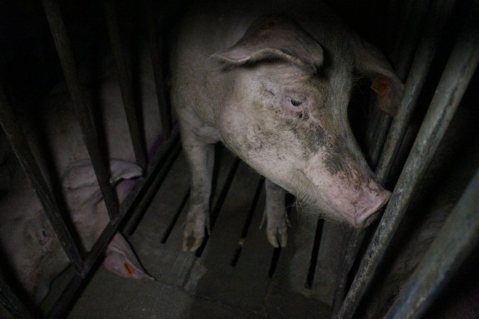 Sow stalls at Wasleys Piggery SA