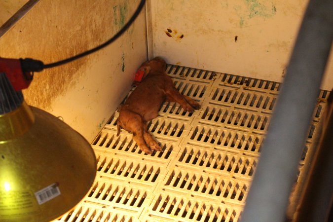 Dead piglet in farrowing crate