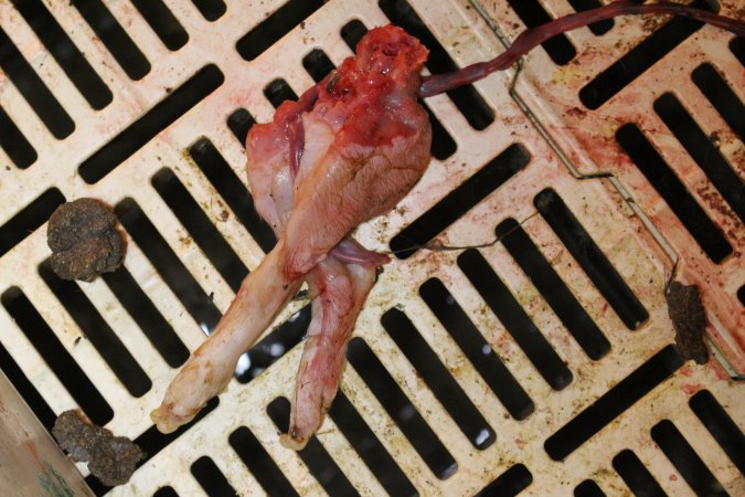 Severed piglet's legs in farrowing crate