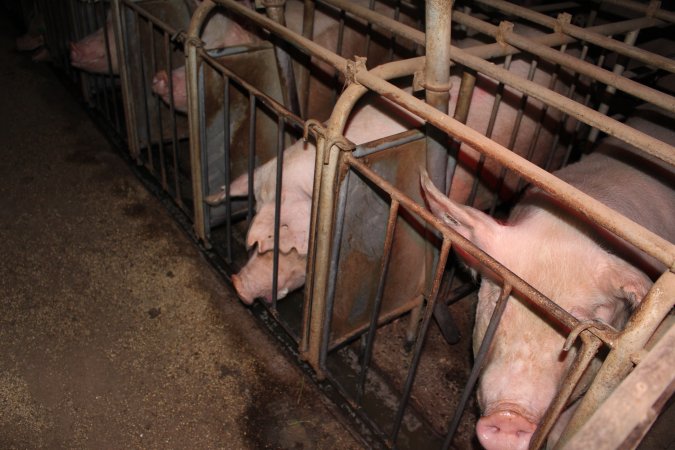 Sow stalls at Willawa Piggery NSW