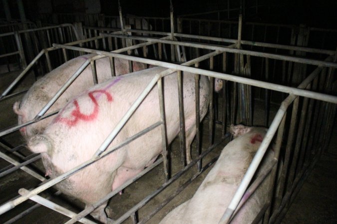 Sow stalls at Sheaoak Piggery SA