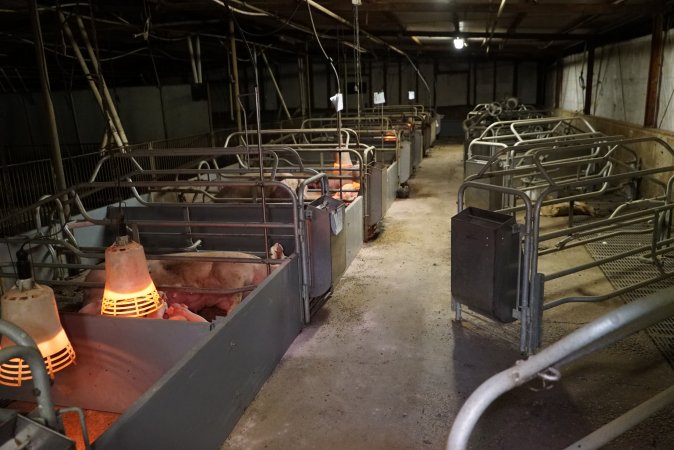 Farrowing crates at Yelmah Piggery SA