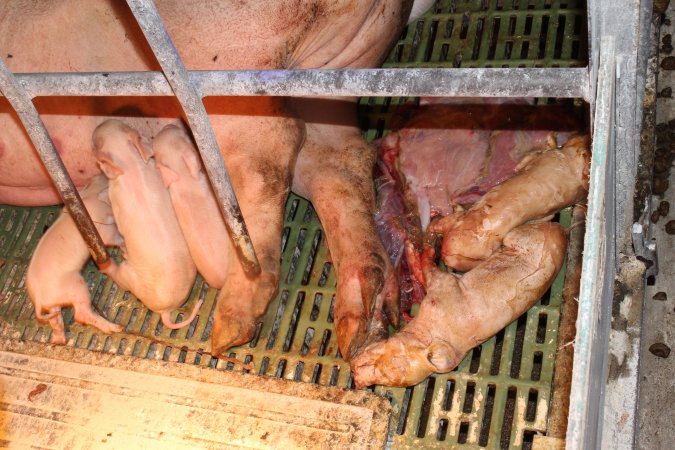 Stillborn piglets