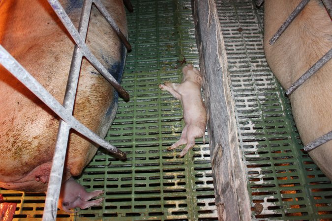 Farrowing crates at Bungowannah Piggery NSW