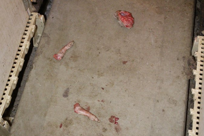 Severed piglet's head and legs in aisle