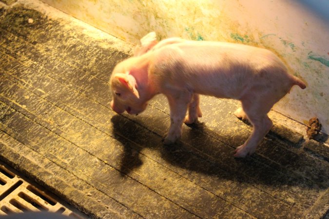 Farrowing crates at Grong Grong Piggery NSW