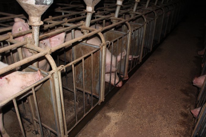 Sow stalls at Willawa Piggery NSW