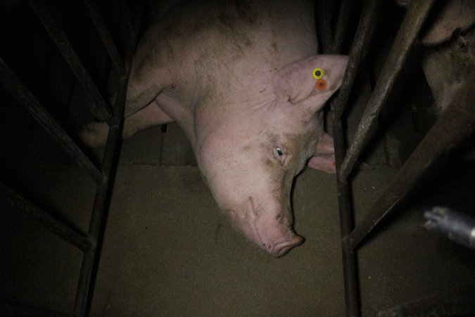 Sow stalls at Wasleys Piggery SA