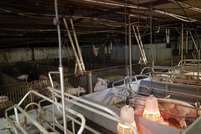 Farrowing crates at Yelmah Piggery SA