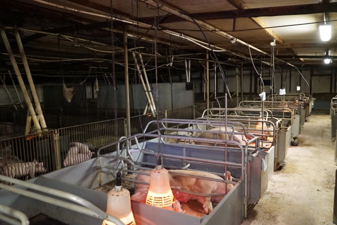 Farrowing crates at Yelmah Piggery SA