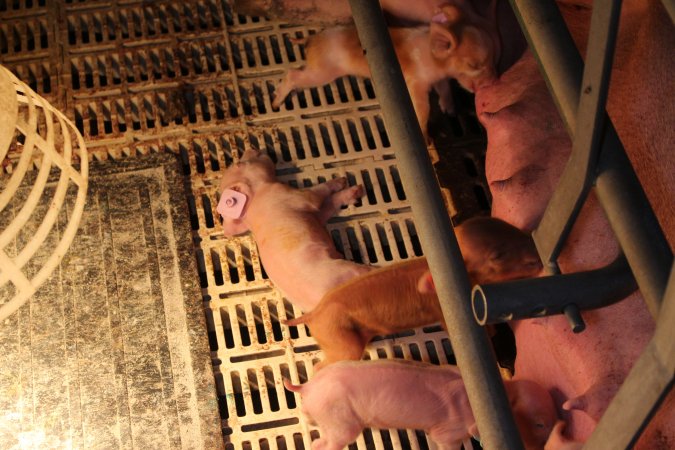 Farrowing crates at Grong Grong Piggery NSW