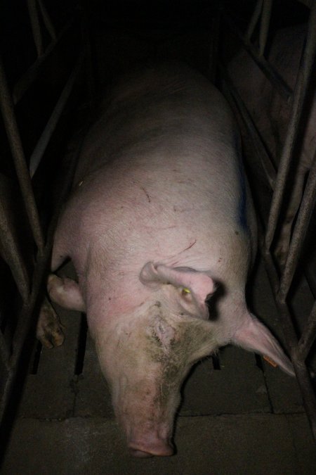 Sow stalls at Wasleys Piggery SA