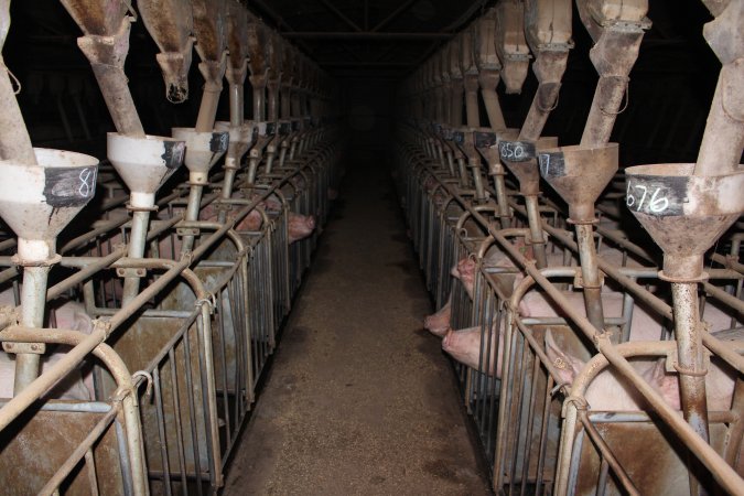 Looking down aisle of sow stall shed
