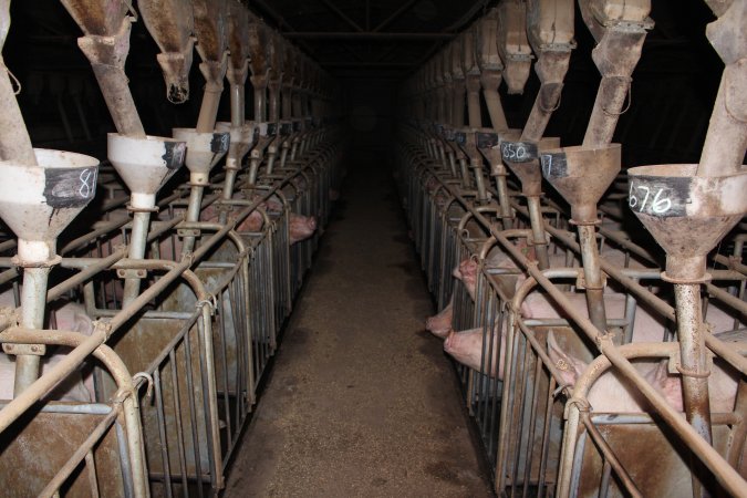 Looking down aisle of sow stall shed