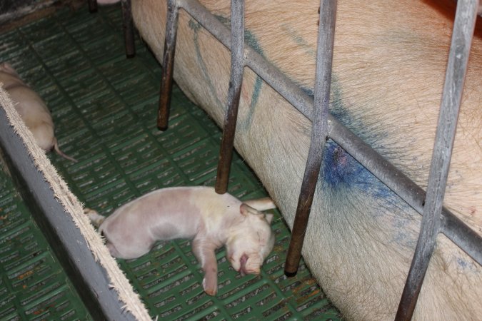 Farrowing crates at Bungowannah Piggery NSW