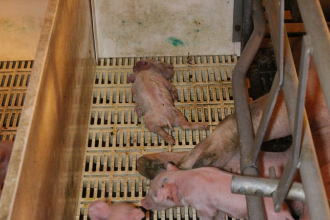 Farrowing crates at Grong Grong Piggery NSW