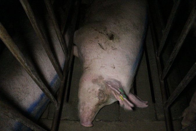 Sow stalls at Wasleys Piggery SA