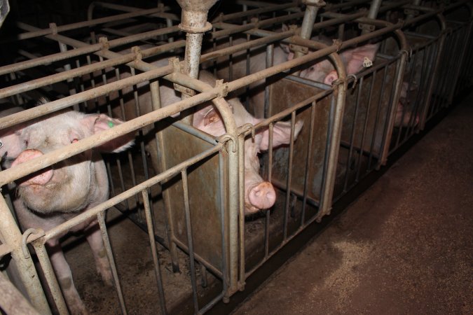 Farrowing crates at Willawa Piggery NSW