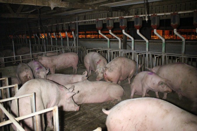 Group sow housing, farrowing shed in background